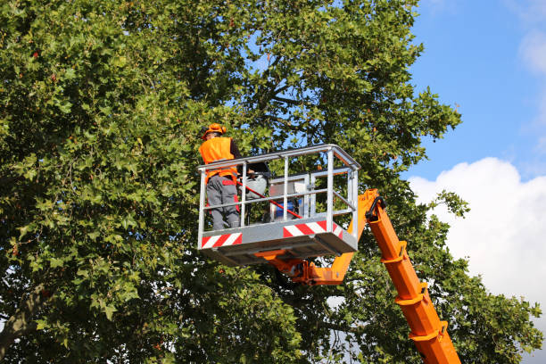 Best Dead Tree Removal  in Littlefield, TX